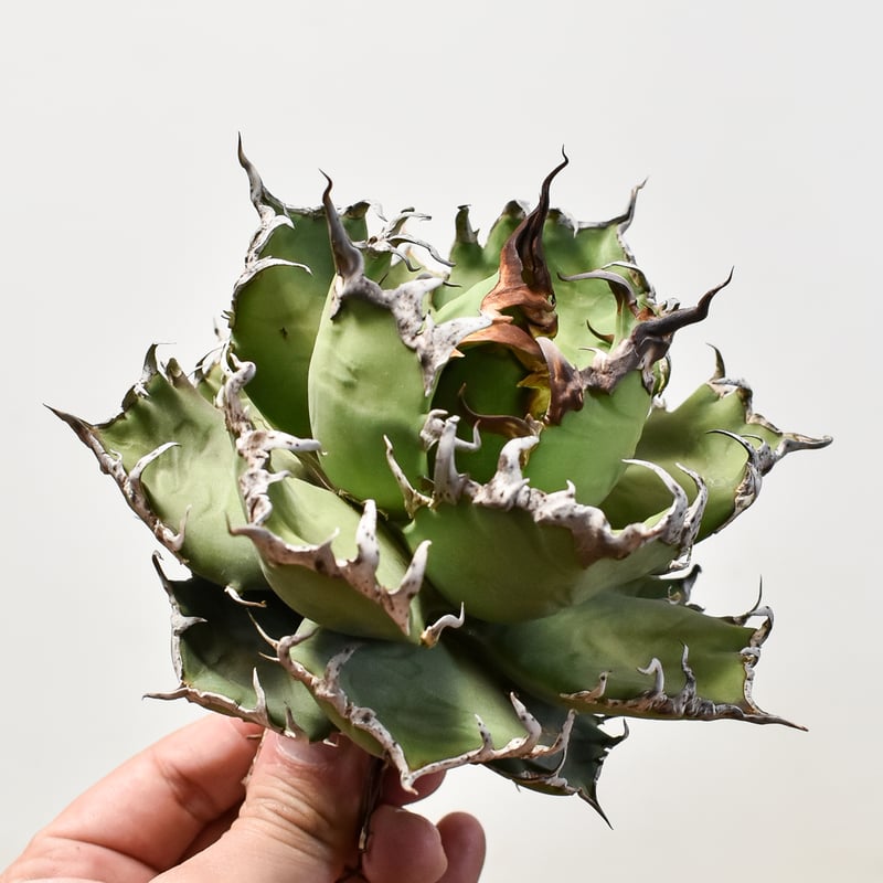 アガベ チタノタ シーザー / 凱撒 【台湾産/中株/抜き苗】D DG2400577