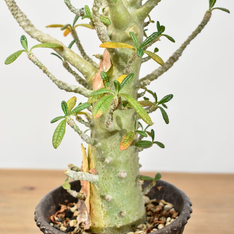 ドルステニア ギガス【実生】A | RAFLUM / ラフラム｜東京、大阪の塊根