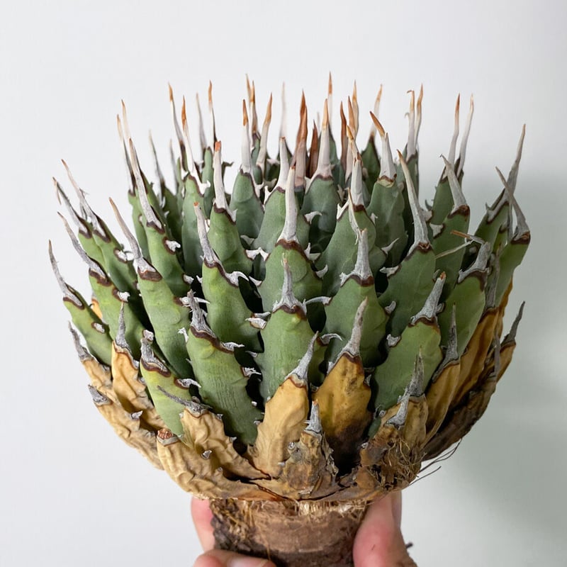 陽炎】アガベ ユタエンシス エボリスピナ （抜き苗販売）RF22907