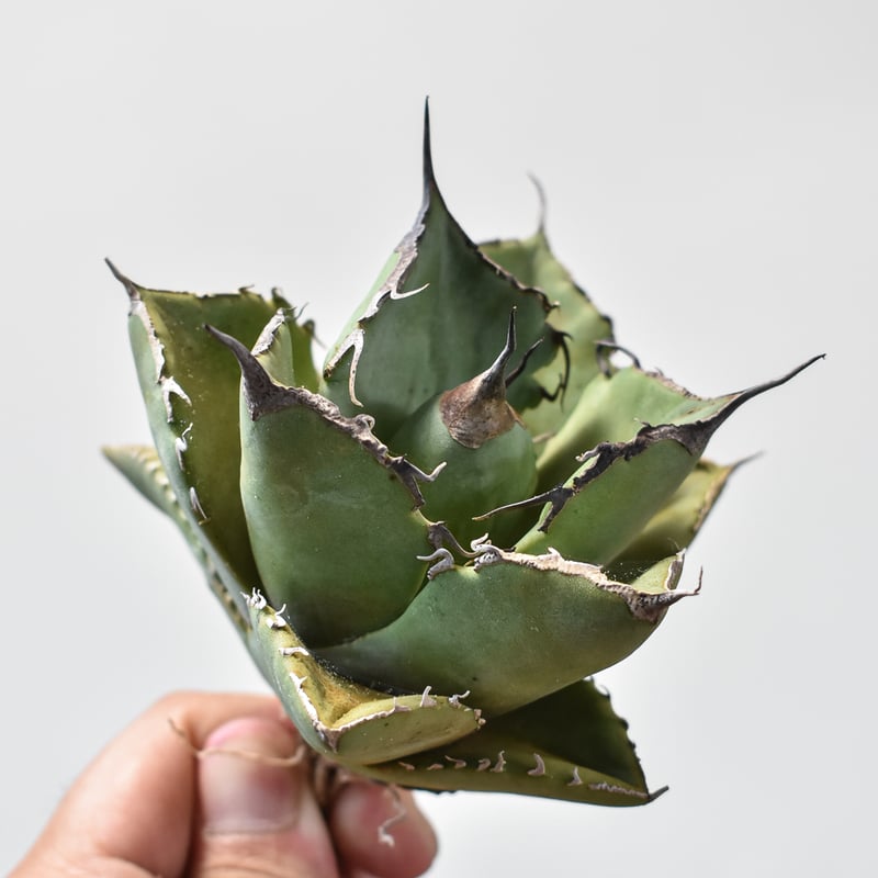 アガベ チタノタ 