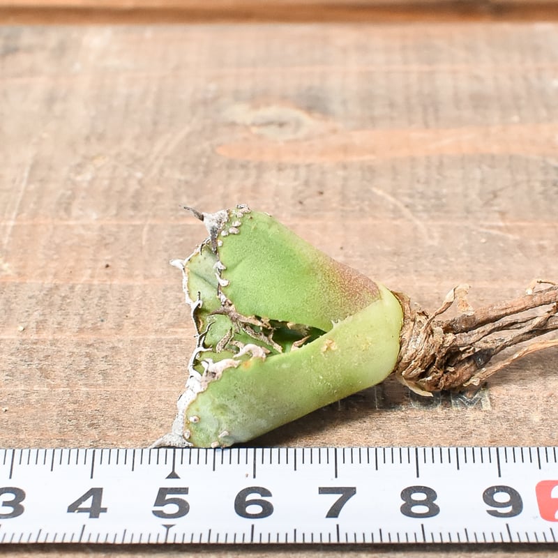 アガベ チタノタ 麻花龍 【台湾 berlin産/子株/抜き苗】D BE2402603(T)