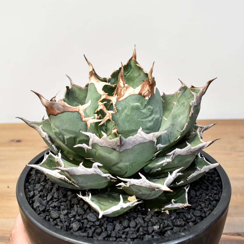 アガベ チタノタ 