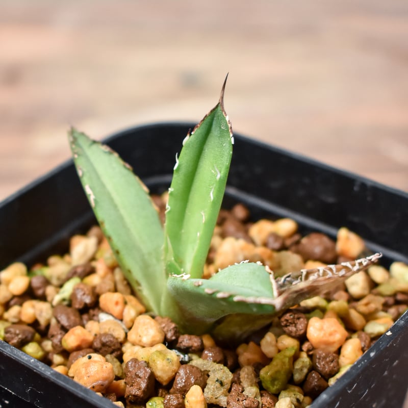 アガベ チタノタ DENNIS040 デニス040 