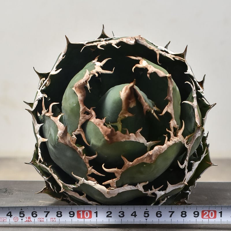 アガベ チタノタ オテロイ 