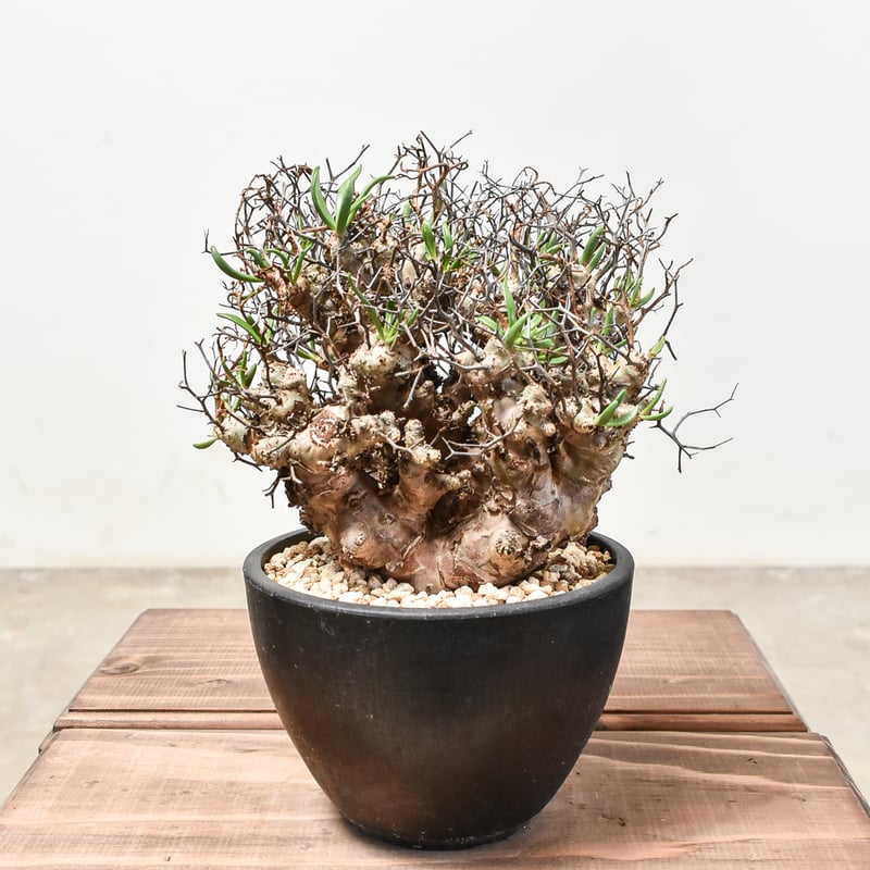 チレコドン レティキュラーツス 