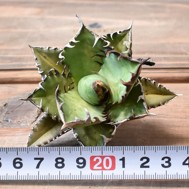 アガベ チタノタ 