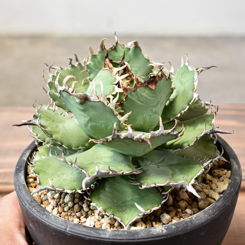 アガベ チタノタ フィリグリー