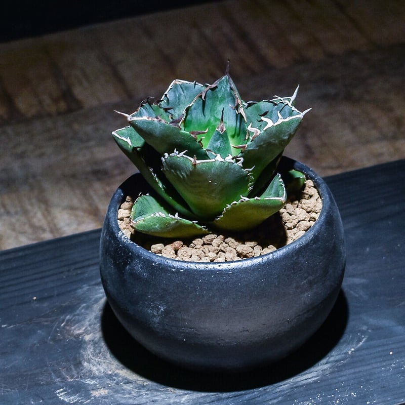 アガベ チタノタ ジャガーノート × FO-076 ハイブリッド (発根ずみ