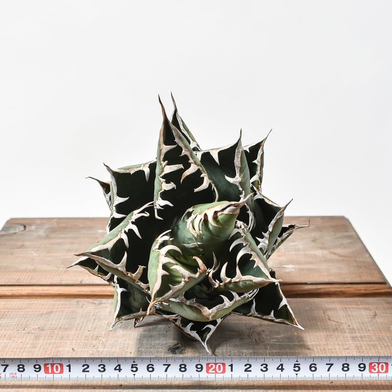 国内実生最高峰】アガベ オテロイ 