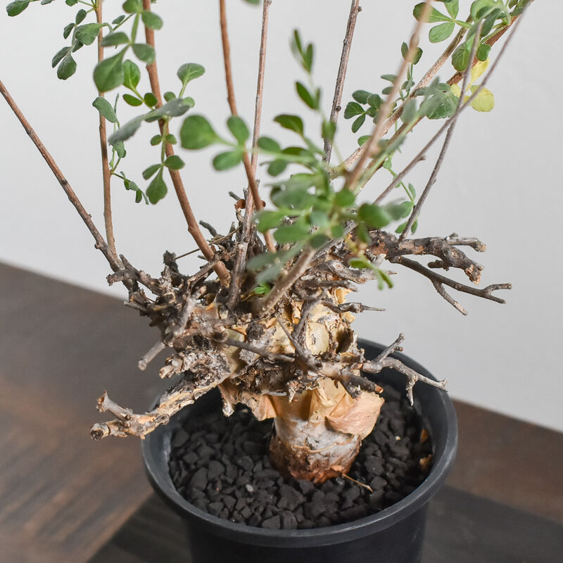 コミフォラ ピンネイトリーブス【超希少種！灌木系コーデックスの人気