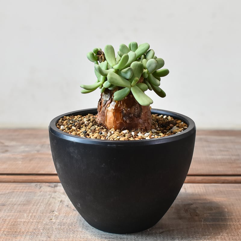 ケラリア ピグマエア 【発根済】K | RAFLUM / ラフラム｜東京、大阪の