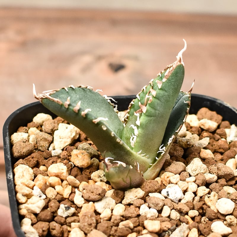 RAFLUMコレクション子株】アガベ チタノタ 