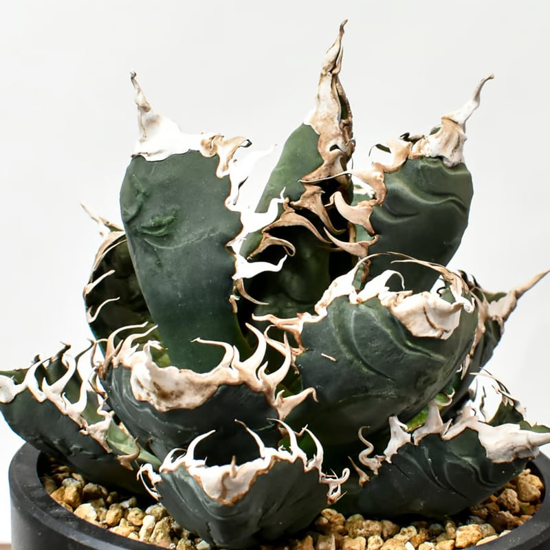 RAFLUMコレクション】アガベ チタノタ 