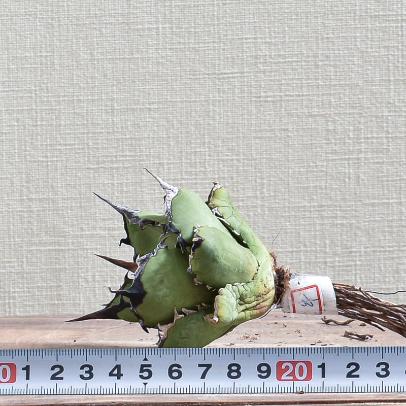 アガベ チタノタ 