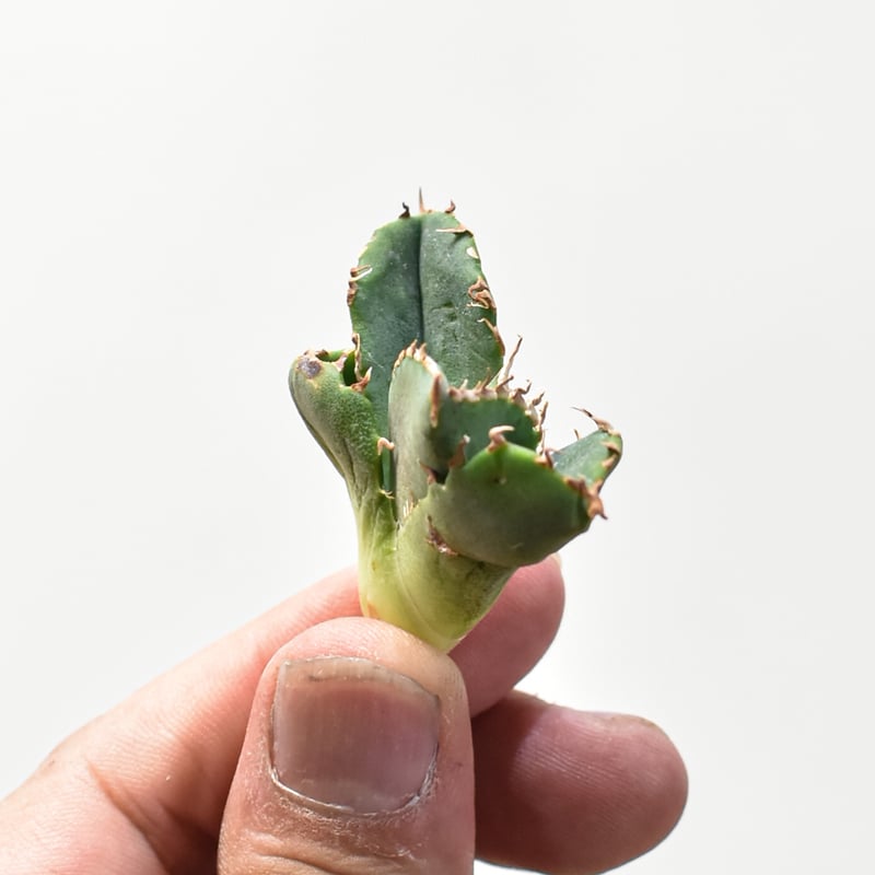 アガベ チタノタ 