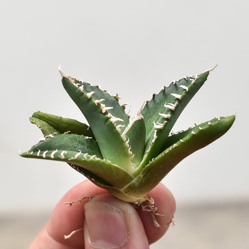 アガベ チタノタ 南アフリカダイヤモンド 