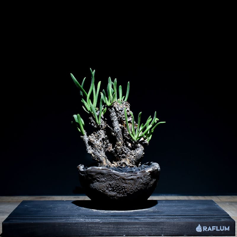 チレコドン ペアルソニー 