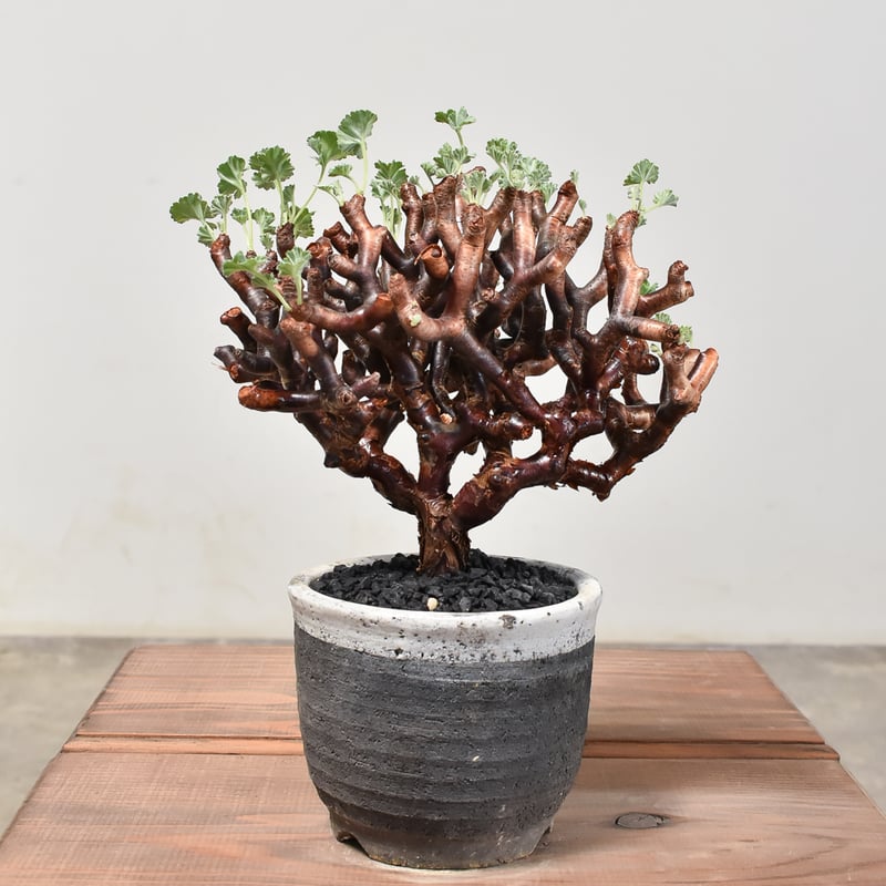 ペラルゴニウム ミラビレ 【発根済み】HK2400024(T) | RAFLUM