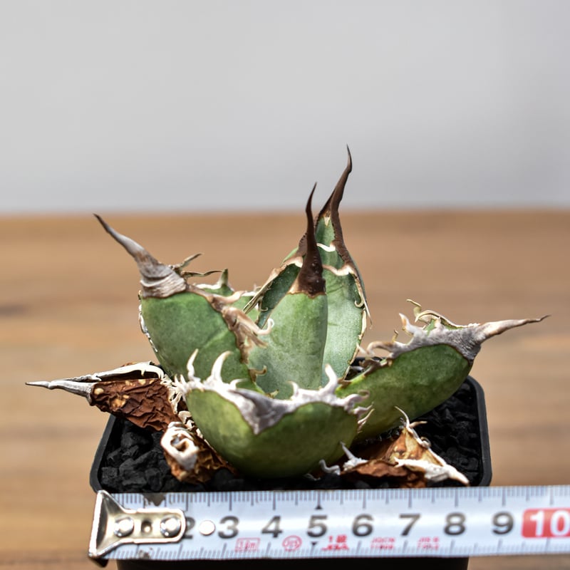 アガベ チタノタ DENNIS007【台湾 DENNIS007産/発根済み/中株】A DG2