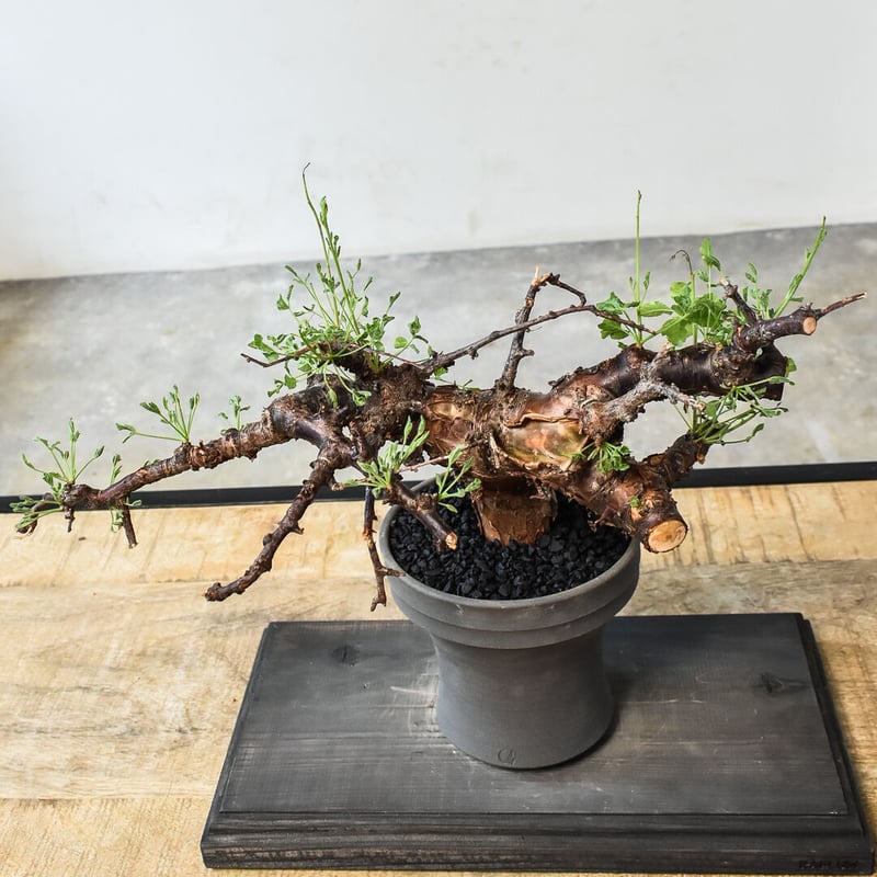 コミフォラ ボラネンシス （発根済み）B RF230775 | RAFLUM / ラフラム