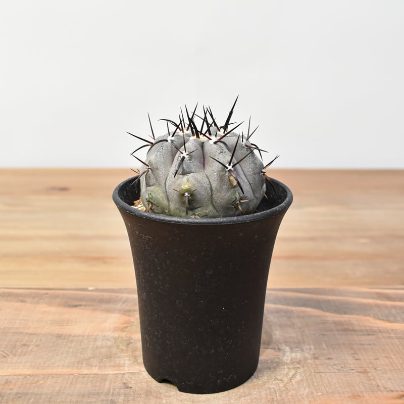 コピアポア シネレア 