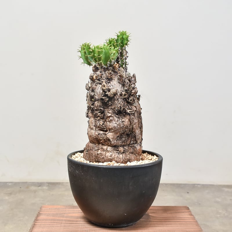 ユーフォルビア ムランジーナ 【発根済み】RF231967(T) | RAFLUM