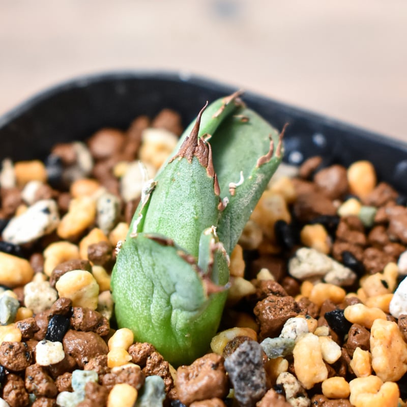 アガベ チタノタ 