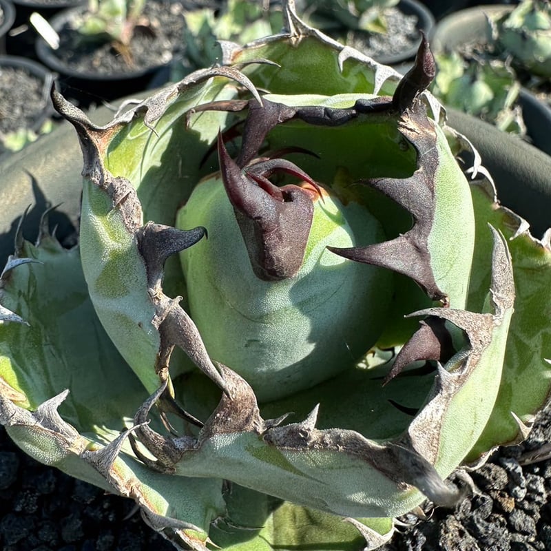 アガベ チタノタ ブラックアンドブルー / BB 藍球 【台湾産/抜き苗/中