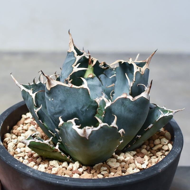 アガベ チタノタ 