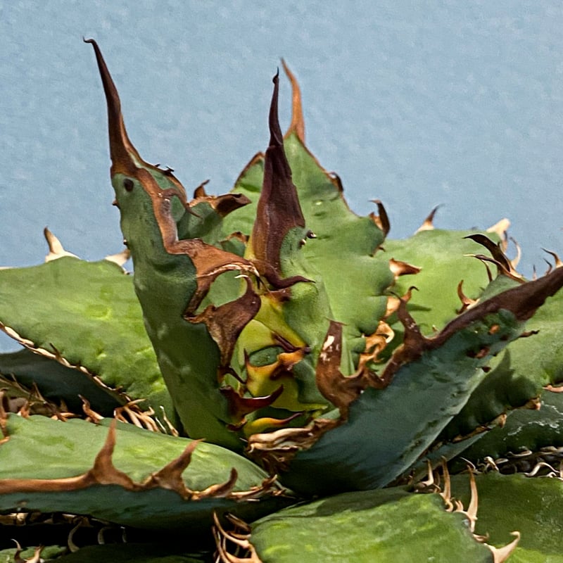 アガベ ハイブリット 