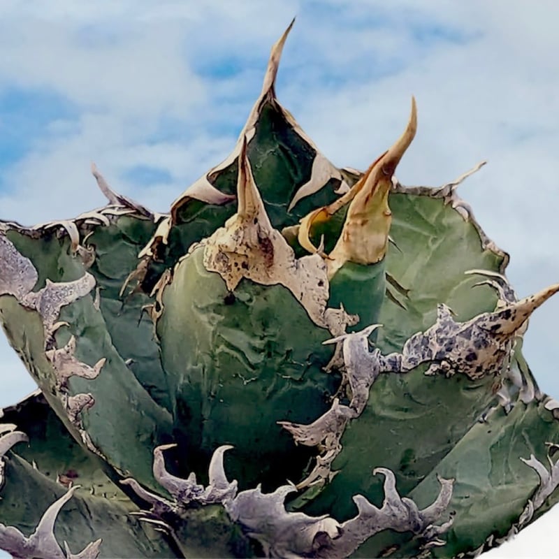 アガベ チタノタ ゴジラ 