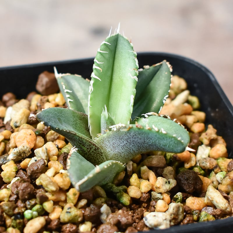 アガベ チタノタ ホオジロザメ 