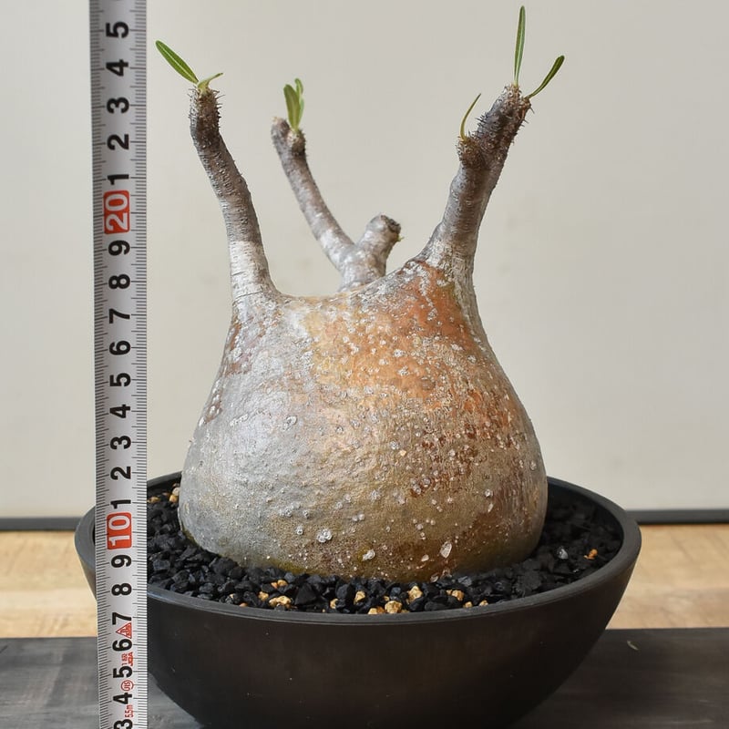 パキポディウム グラキリス (発根済み/中株) RF231212（T） | RAFLUM /