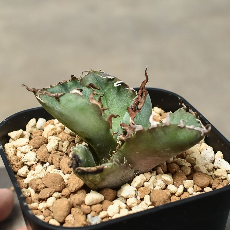 アガベ チタノタ 