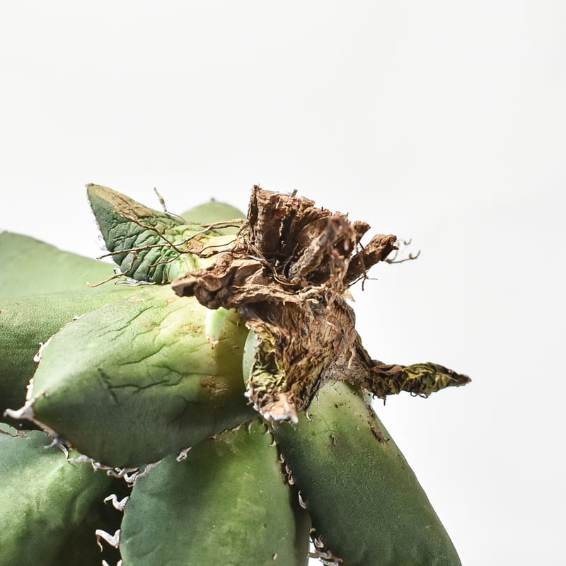 国内実生最高峰】アガベ オテロイ【OSPセレクト株 / 抜き苗 / 実生】42