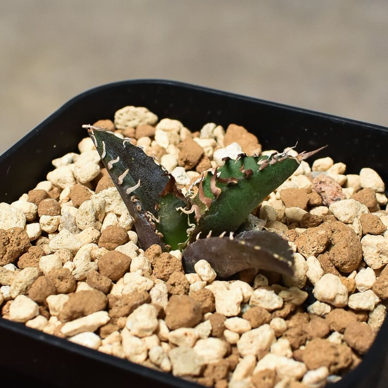 アガベ チタノタ 