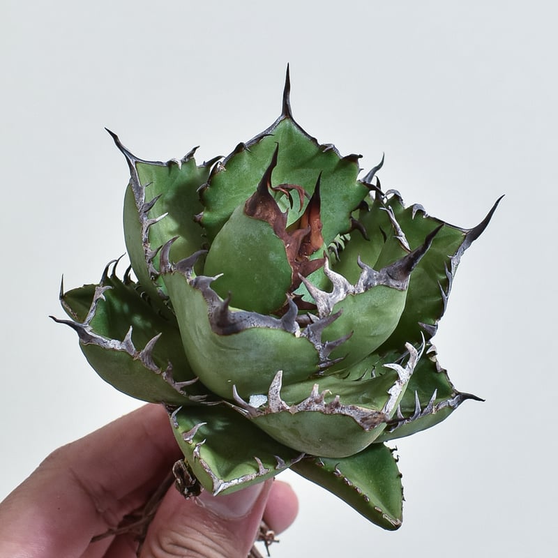 アガベ チタノタ 