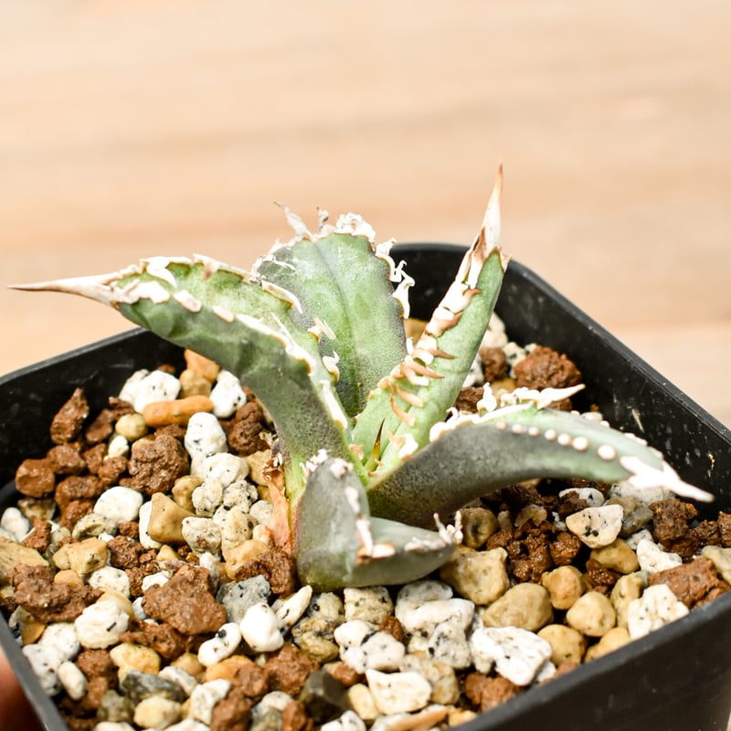 アガベ チタノタ ゴジラ 