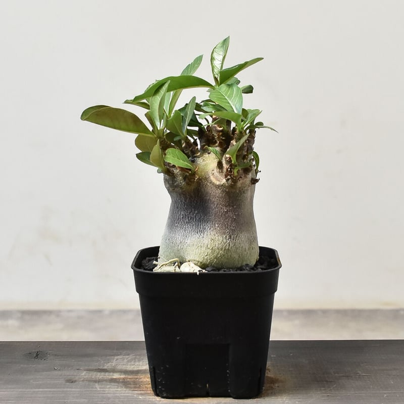 アデニウム アラビカム 