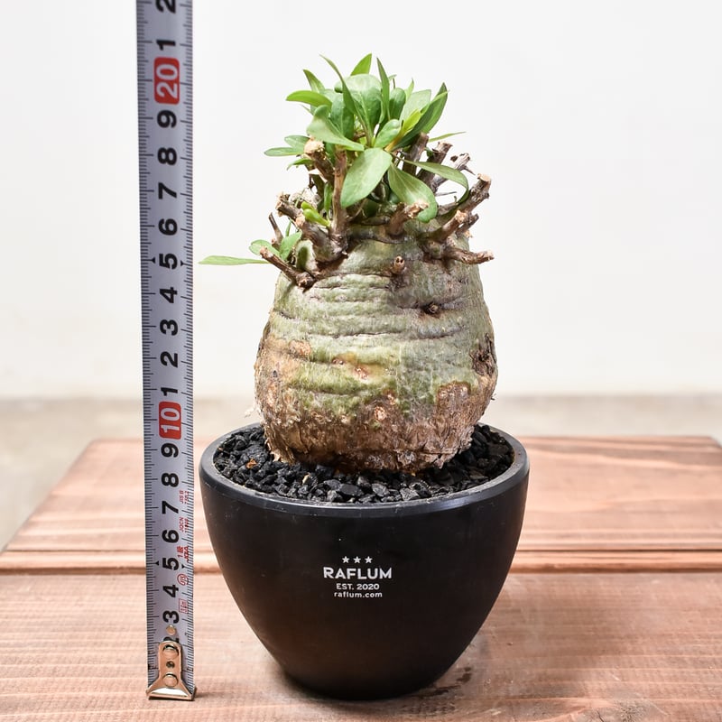 フォークイエリア コルムナリス 