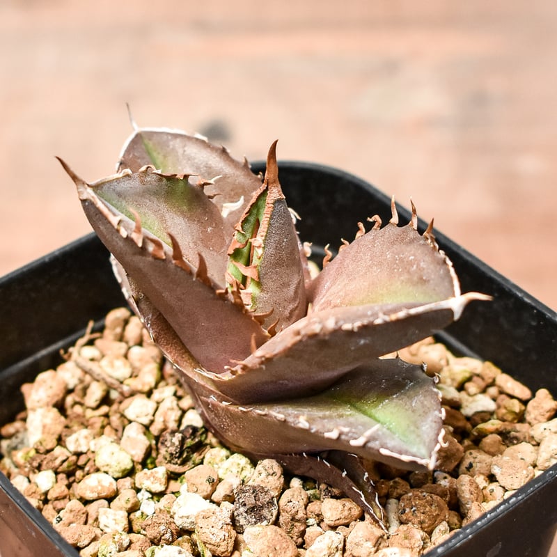 アガベ チタノタ 