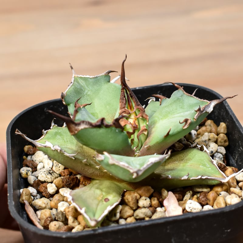 アガベ チタノタ DENNIS043【台湾DENNIS産/発根済み/中株】C DN25010