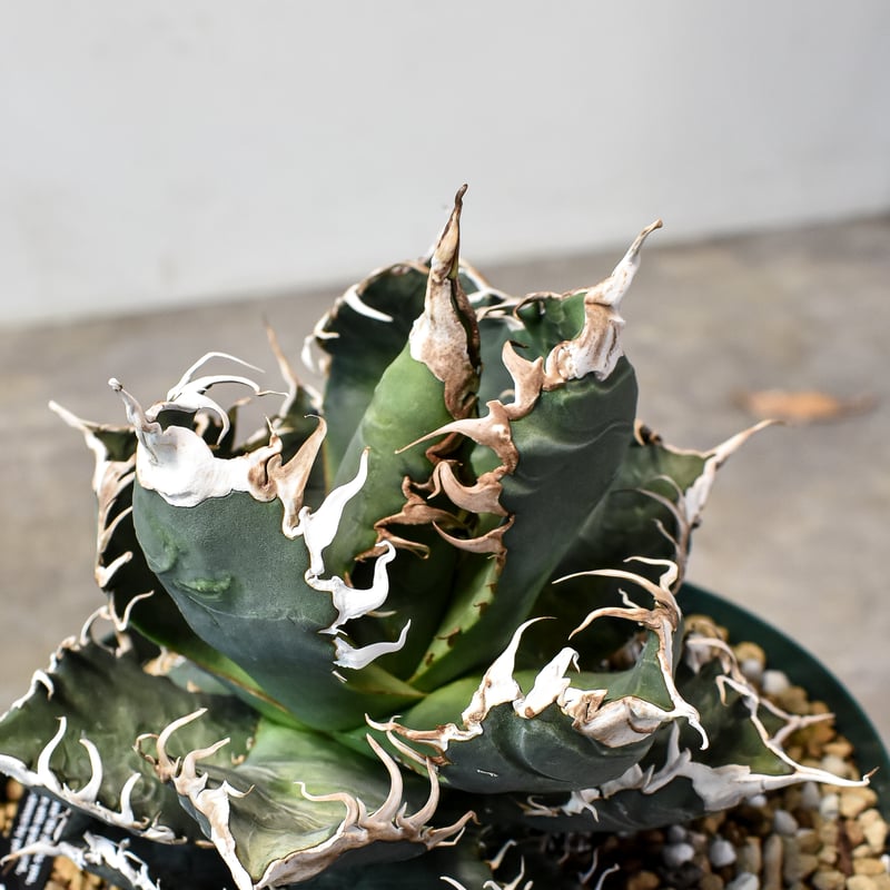 RAFLUMコレクション】アガベ チタノタ 