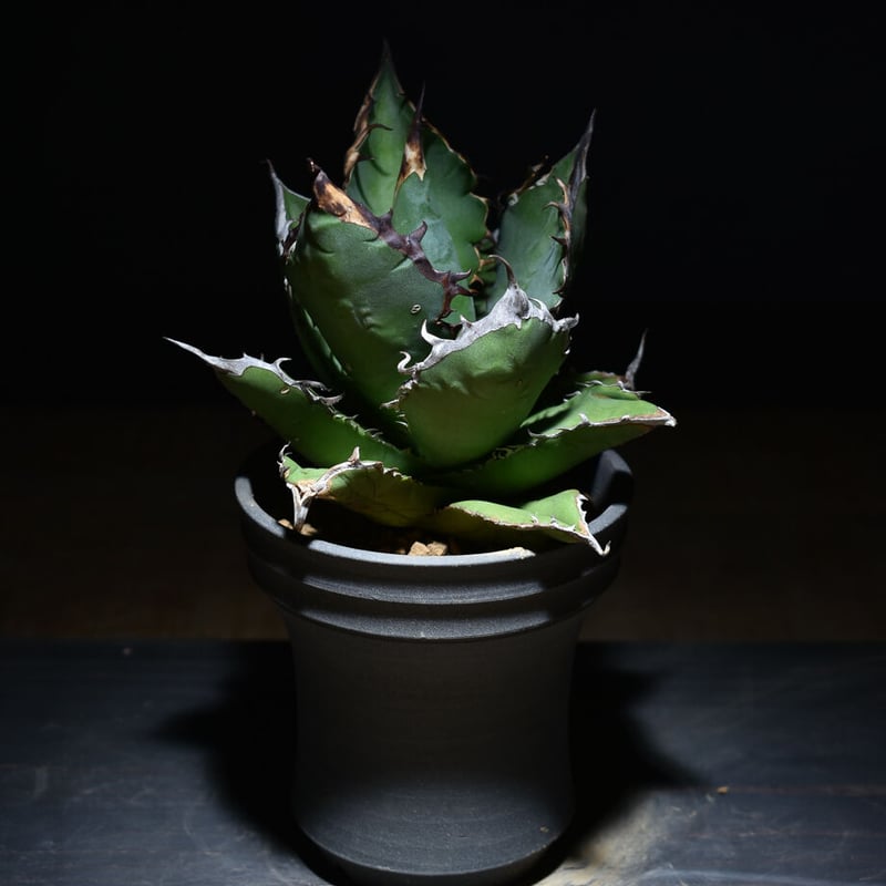 アガベ チタノタ ブラックファイヤー 