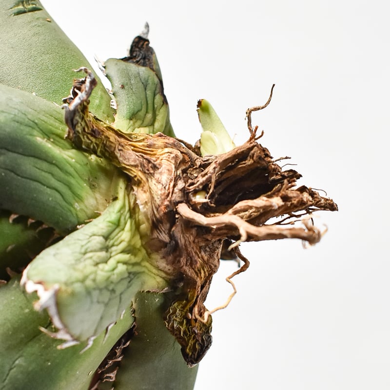 国内実生最高峰】アガベ オテロイ【OSPセレクト株 / 抜き苗 / 実生】22