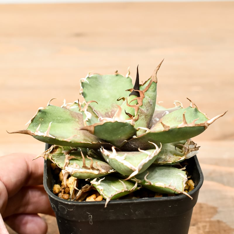 アガベ チタノタ シーザー 