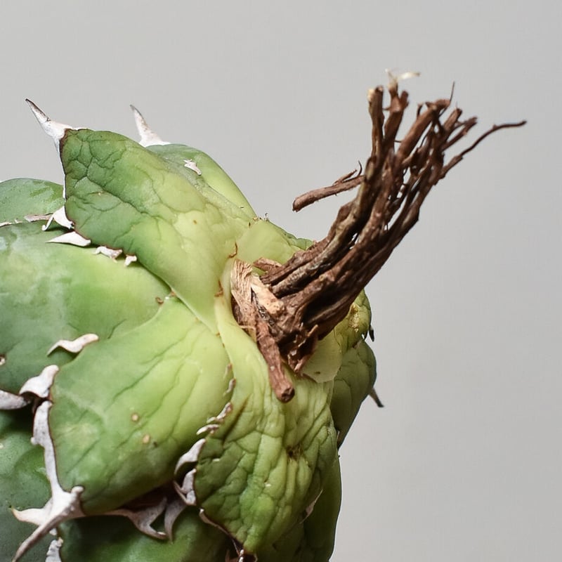 アガベ チタノタ ハデス 