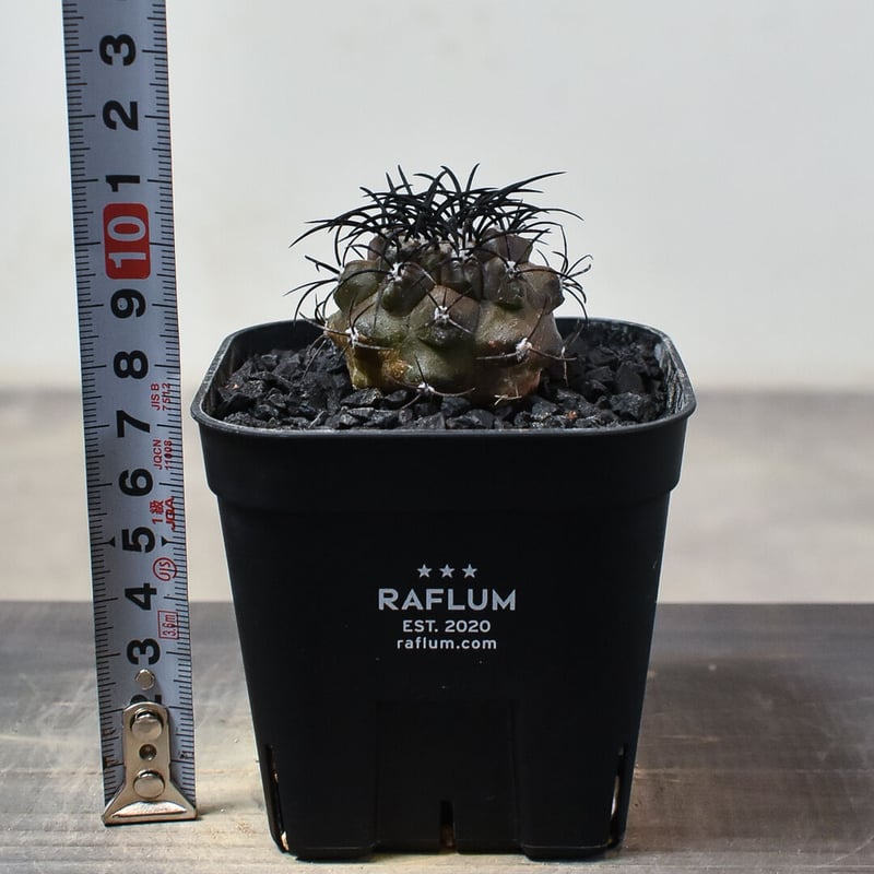 コピアポア グリセオビオラセア 