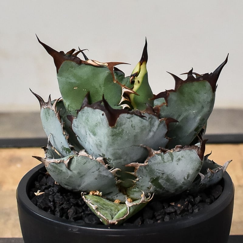 8 フィリグリー コンパクト ボールタイプ 矮性ミニTC株 アガベ