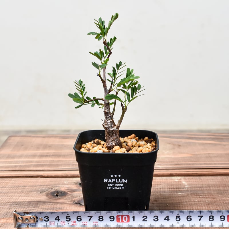 センナ メリディオナリス 【発根済み】GM2400682 | RAFLUM / ラフラム